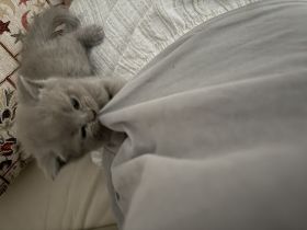 Kitten Katzen