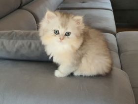 Ragdoll kitten blauäugig reinrassig weiblich grau/weiß