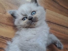Kitten