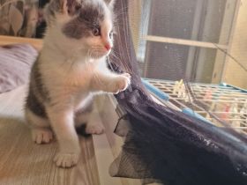 Katzen Kitten  2 Mädchen