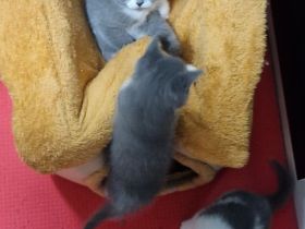 Katzen Kitten