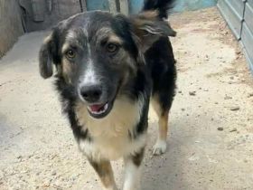Esme sucht ihr Für-immer-Zuhause