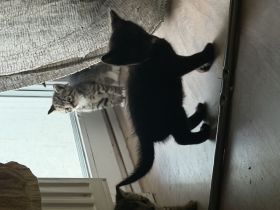 Mutter mit kitten abzugeben