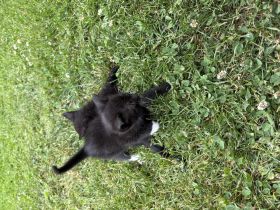 Kartäuser-Waldkater-Mix Kitten