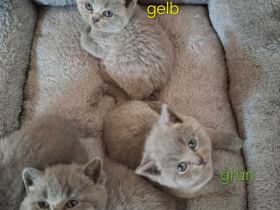 Britisch Kurzhaar Kitten