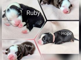 Mini Australien Shepherd Welpen Miniatur Aussie Babies Hunde