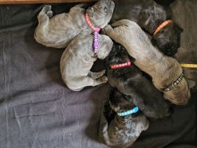 Cane Corso Welpen