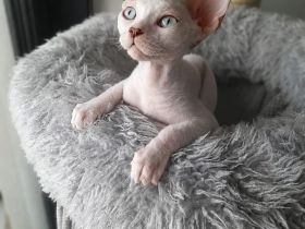 Wunderschöner Devon Rex Kater sucht sein Für-immer-Zuhause! (Reinrassig)