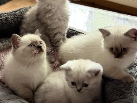 Süße Reinrassige BKH Kitten