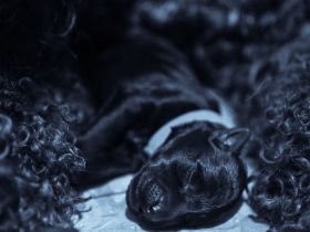 💙 Kerry Blue Terrier Welpen – unser B-Wurf von der ZusamAue ist da