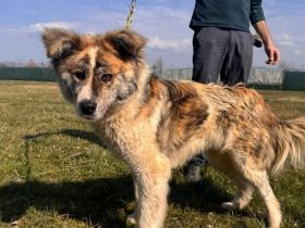 Aktives Zuhause für Caspar gesucht