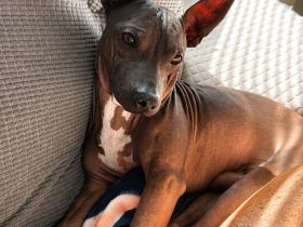 American Hairless Terrier