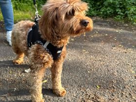 Maltipoo Hündin