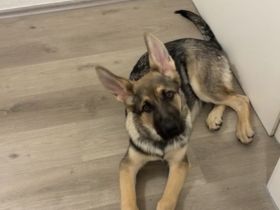Altdeutscher Schäferhund