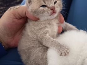 BKH Kitten