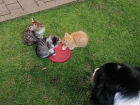 Katzenbabys