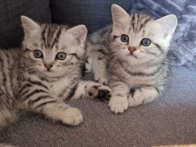 BKH-Kitten Mädchen im Whiskaslook
