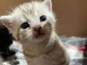 Britische Kurzhaar Mix Kitten