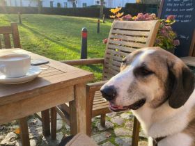 Gilbert sucht sein Für-Immer-Zuhause auf dem Land