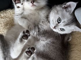 BKH Kitten Mädchen
