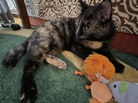 Wunderschöne Katzendame Pari