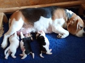 Beaglewelpen reinrassig mit Papieren