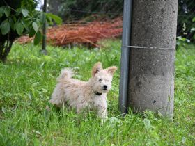 pumi