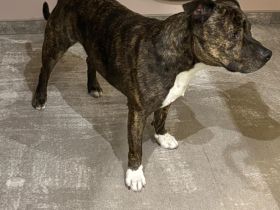 Liebevoller Staffordshire Bullterrier abzugeben