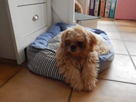 Shih Tzu Herzensbrecher auf vier Pfoten suchen ein liebevolles Zuhause!