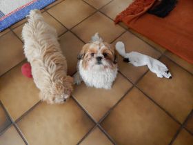 Shih Tzu Herzensbrecher auf vier Pfoten suchen ein liebevolles Zuhause!