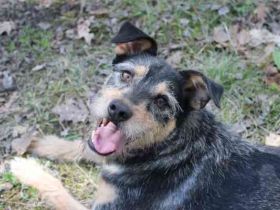 Lupo, Schnauzer Mix, geb. 2022, "Gute Laune Hund "su. Einzelplatz