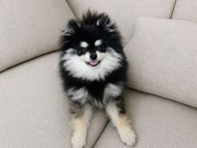 Pomeranian -Zwergspitz