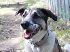 Buffy,Herdenschutzhund-Collie-Mix, geb. 2021, su. erfahrene Menschen