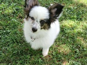 Papillon Welpe Liebhabertier