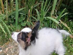 Papillon Welpe