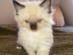 Ragdoll-Mix-Kitten suchen liebevolles Zuhause
