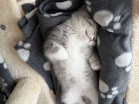Britisch kurzhaar kitten