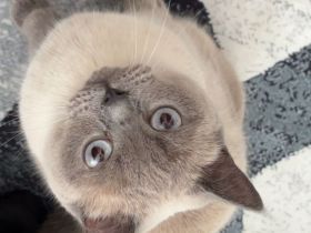 BKH Katze