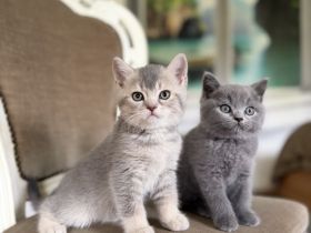 BKH Kitten mit Stammbaum