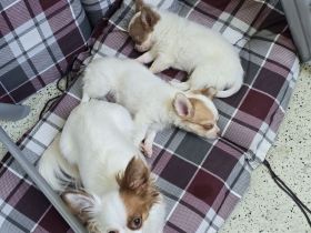 Chihuahua