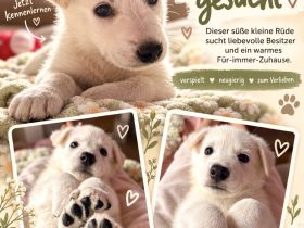 Weiße Schäferhund Welpen- Zucht+Papiere Rüde