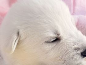 Weiße Schweizer Schäferhund Welpen- Zucht+Papiere