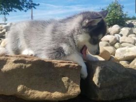 Bezaubernde Pomsky-Welpen (Rüde & Hündin) suchen ein liebevolles neues Zuhause