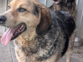 Sozialer und gelassener Coolio sucht Zuhause