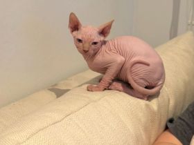 Süßes weibliches Sphynx-Kätzchen sucht ein liebevolles Zuhause für immer