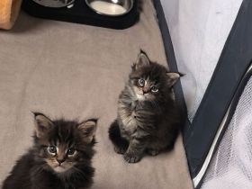 Maine-Coon-Kitten suchen ihr Zuhause auf Lebenszeit