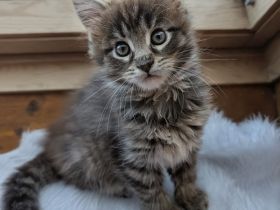 Typvolles Maine-Coon-Mädchen "Odette" sucht ein Zuhause auf Lebenszeit