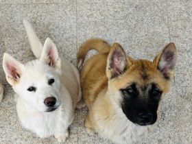 Huskita - Welpen (Husky x Akita )