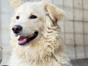 Bildschöner, junger Rüde Dexter sucht seine Menschen