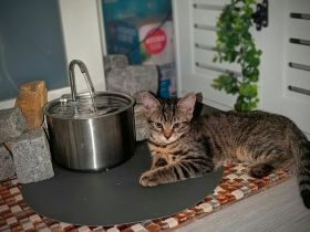 🐾 Zwei zuckersüße Maine Coon-Mix Kitten suchen ein liebevolles Zuhause auf Lebenszeit! 🐾